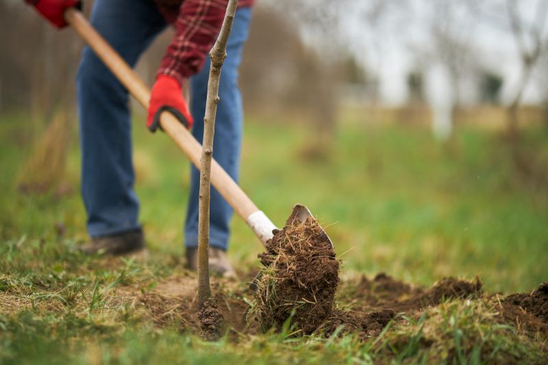 Apple Tree Planting in Honolulu, HI