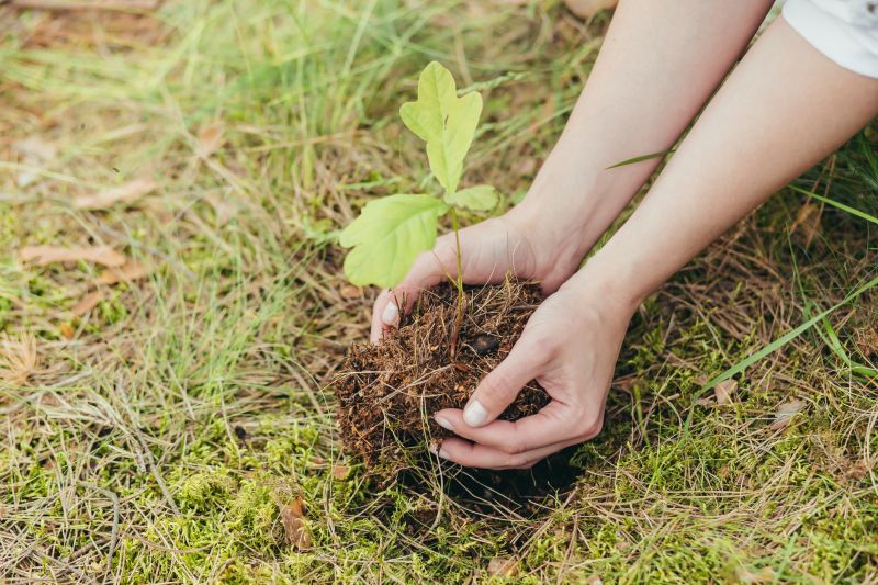 Apple Tree Planting in Honolulu, HI