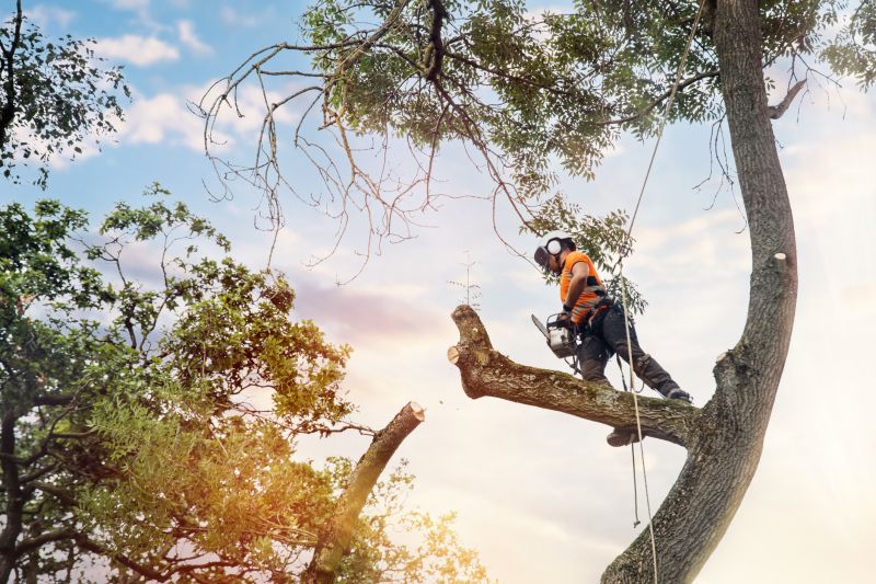 Arborist Spraying in Reno, NV