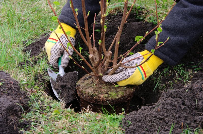 Bush Installation in Ventura County, CA