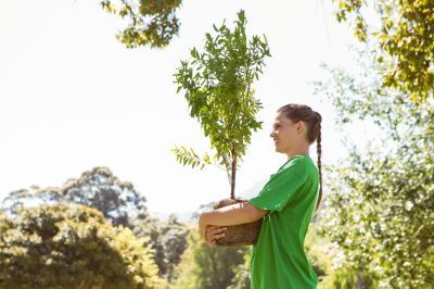 Cherry Tree Planting in Ventura County, CA