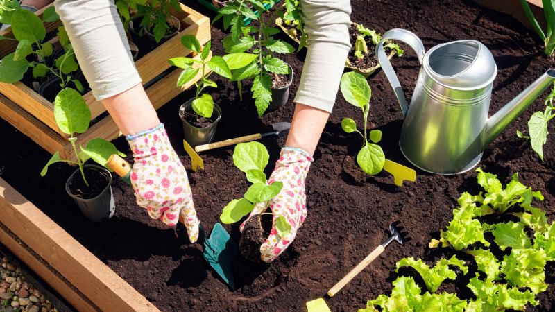 Ground Cover Planting in Honolulu, HI