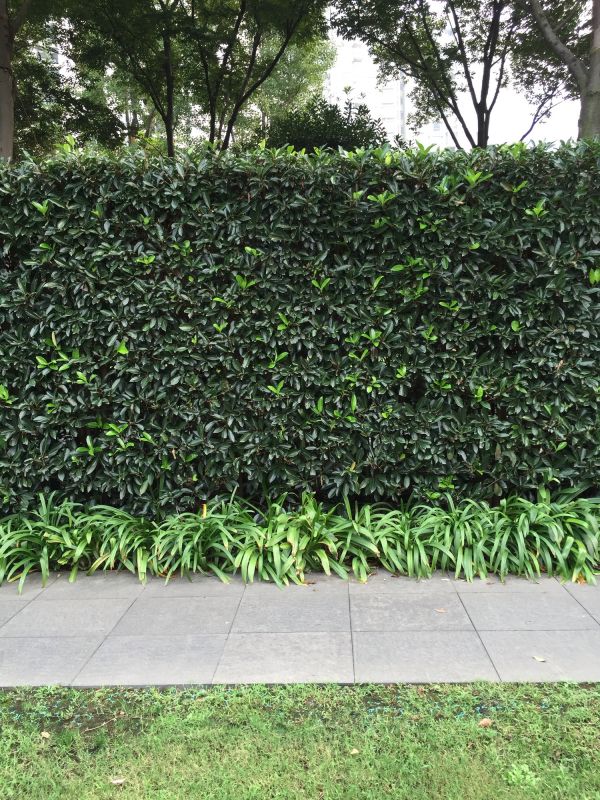 Shrub Installation in Honolulu, HI