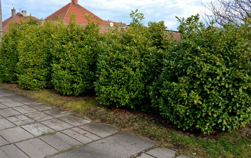 Shrub Replacement in Ventura County, CA