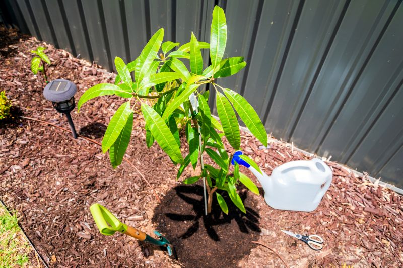 Tree Landscaping in Ventura County, CA
