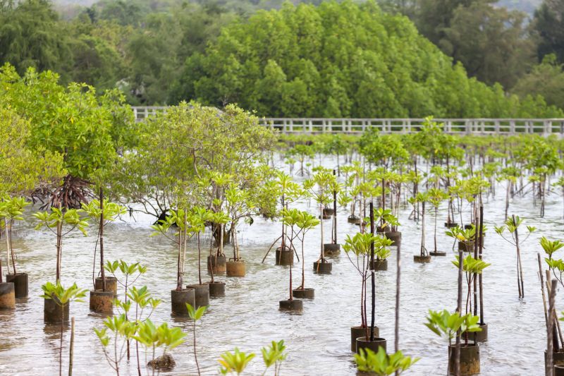 Tree Planting Service in Honolulu, HI