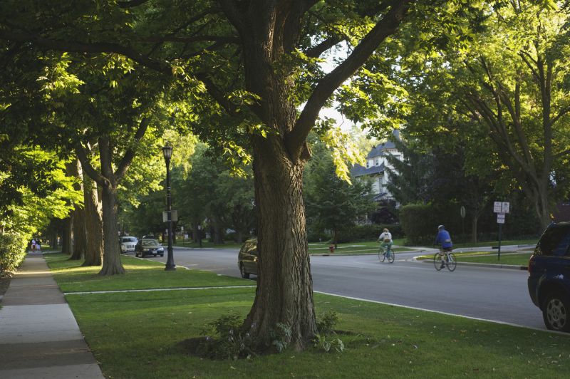 Tree Repair in Reno, NV